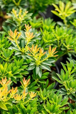 Andromède du japon Pieris japonica 'Debutante' arbuste 25-30 C3 Pieris japonica 'Debutante' arbuste 25-30 cm