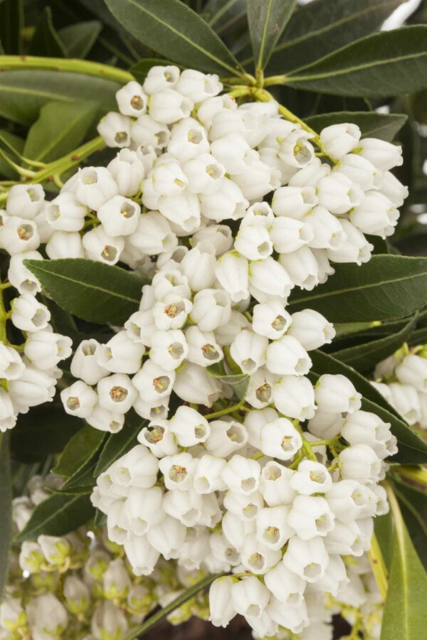 Andromède du japon Pieris japonica 'Debutante' arbuste 30-40 C5 Pieris japonica 'Debutante' arbuste 30-40 cm