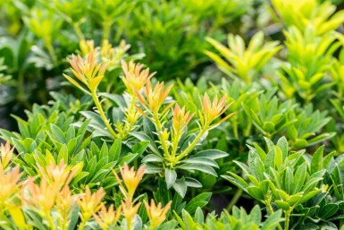 Andromède du japon Pieris japonica 'Debutante' arbuste 30-40 C5 Pieris japonica 'Debutante' arbuste 30-40 cm