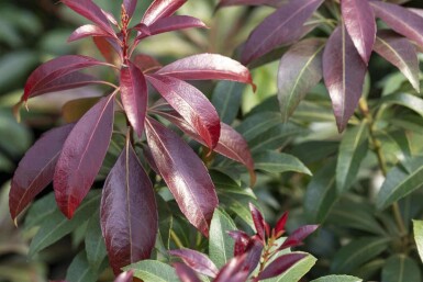 Andromède du japon Pieris japonica 'Katsura' arbuste 30-40 C5 Pieris japonica 'Katsura' arbuste 30-40 cm