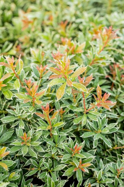 Pieris japonica 'Little Heath' C3 25-30