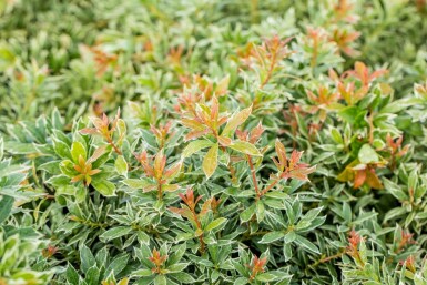 Pieris japonica 'Little Heath' C3 25-30