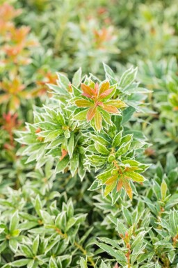 Pieris japonica 'Little Heath' C3 25-30