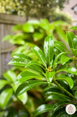 Pieris japonica 'Passion' arbuste 30-40 cm