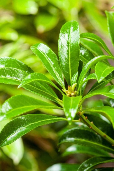 Andromède Pieris japonica 'Passion' arbuste 30-40 C7,5 Pieris japonica 'Passion' arbuste 30-40 cm