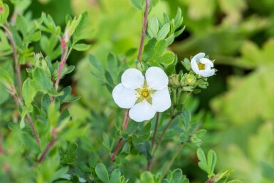 Potentilla fruticosa 'Abbotswood' C10 40-60