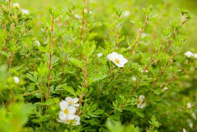 Potentilla fruticosa 'Abbotswood' C10 40-60