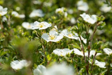 Potentilla fruticosa 'Abbotswood' C10 40-60