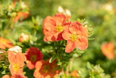 Potentilla fruticosa 'Red Ace' C2 20-30