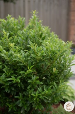 Prunus laurocerasus 'Sofia' arbuste 25-30 cm