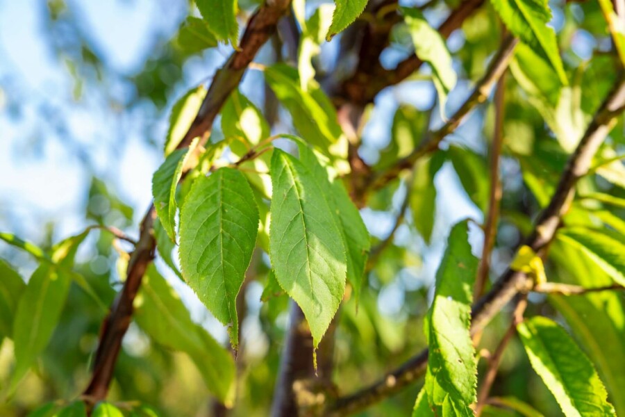 Cerisier du tibet Prunus serrula arbuste 60-80 C4 Prunus serrula arbuste 60-80 cm