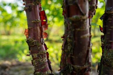 Cerisier du tibet Prunus serrula arbuste 60-80 C4 Prunus serrula arbuste 60-80 cm