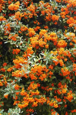 Buisson ardent Pyracantha 'Red Cushion' arbuste 20-25 p13 Pyracantha 'Red Cushion' arbuste 20-25 cm
