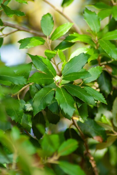 Chêne vert Quercus ilex arbuste 50-60 C2 Quercus ilex arbuste 50-60 cm