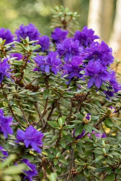 Rhododendron Rhododendron 'Azurika' arbuste 20-25 C2 Rhododendron 'Azurika' arbuste 20-25 cm