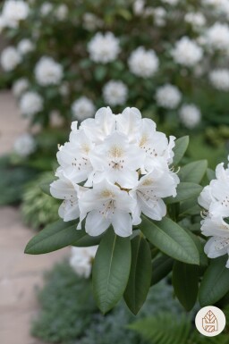 Rhododendron 'Cunningham's White' arbuste 40-50 cm