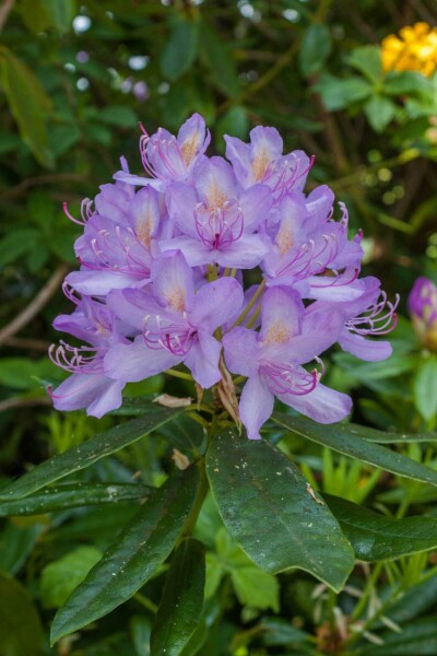 Rhododendron Rhododendron 'Moerheim' arbuste 20-25 C2 Rhododendron 'Moerheim' arbuste 20-25 cm
