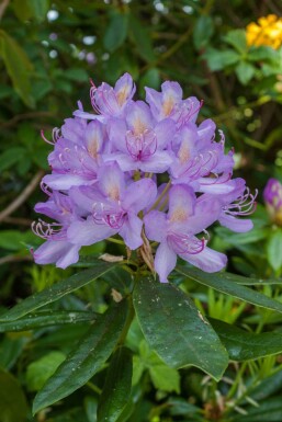 Rhododendron Rhododendron 'Moerheim' arbuste 20-25 C2 Rhododendron 'Moerheim' arbuste 20-25 cm
