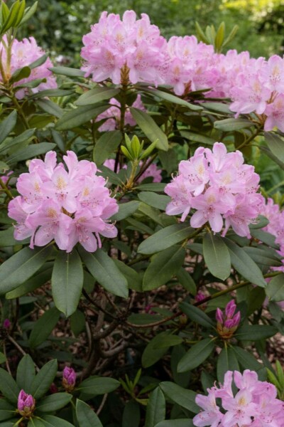 Rhododendron ponticum 'Roseum' arbuste 40-50 cm