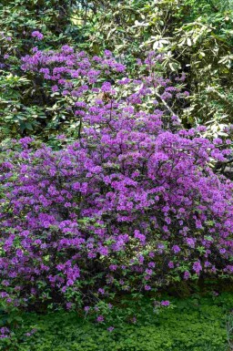 Rhododendron Rhododendron praecox arbuste 30-40 C10 Rhododendron praecox arbuste 30-40 cm