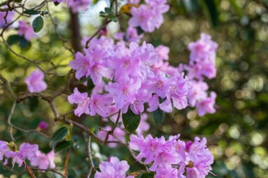 Rhododendron Rhododendron praecox arbuste 30-40 C10 Rhododendron praecox arbuste 30-40 cm
