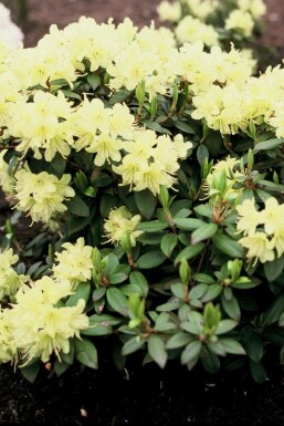 Rhododendron Rhododendron 'Princess Anne' arbuste Rhododendron 'Princess Anne' arbuste