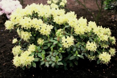 Rhododendron Rhododendron 'Princess Anne' arbuste Rhododendron 'Princess Anne' arbuste