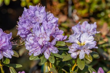 Rhododendron Rhododendron 'Ramapo' arbuste Rhododendron 'Ramapo'
