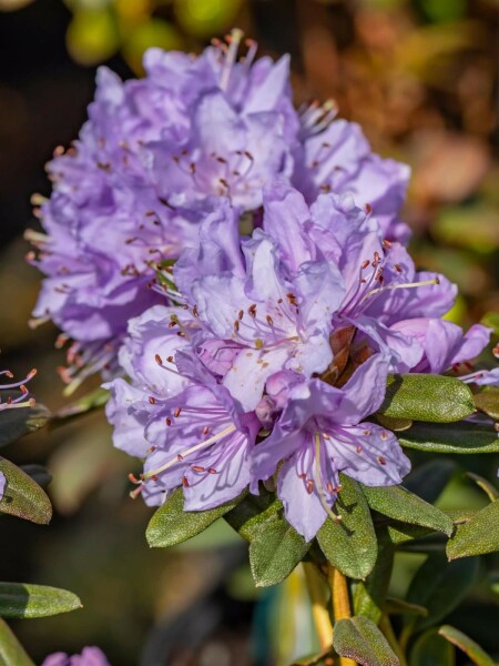 Rhododendron 'Ramapo' C3 15-20