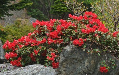Rhododendron Rhododendron 'Scarlet Wonder' arbuste Rhododendron 'Scarlet Wonder'