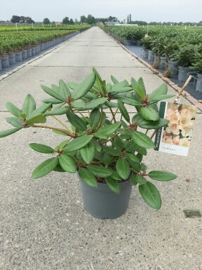 Rhododendron 'Virginia Richards' arbuste 40-50 cm