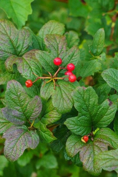 Groseillier des alpes Ribes alpinum arbuste 40-60 C2 Ribes alpinum arbuste 40-60 cm