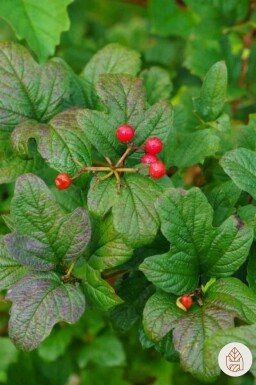 Ribes alpinum arbuste 40-60 cm