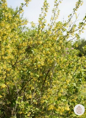 Ribes odoratum arbuste 80-100 cm