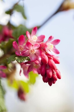 Ribes sanguineum C2 60-80