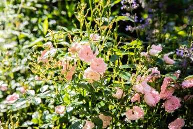 Rosier Rosa 'The Fairy' arbuste 15-20 C1,5 Rosa 'The Fairy' arbuste 15-20 cm