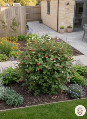 Rubus tricolor arbuste 10-15 cm