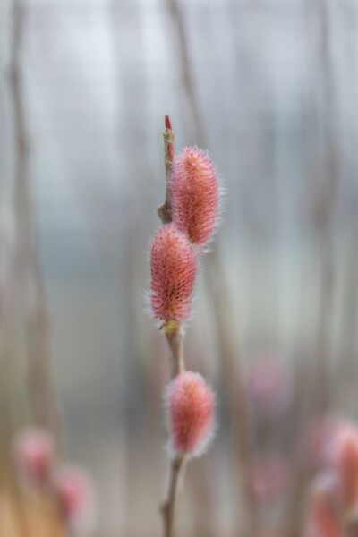 Salix gracilistyla 'Mount Aso' C2,5 40-50