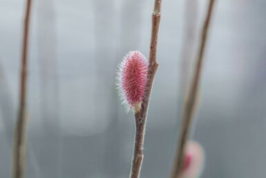 Salix gracilistyla 'Mount Aso' C2,5 40-50