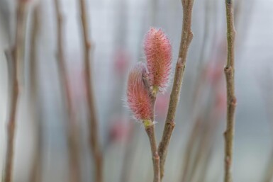 Salix gracilistyla 'Mount Aso' C2,5 40-50