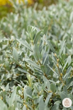 Salix helvetica arbuste 20-30 cm