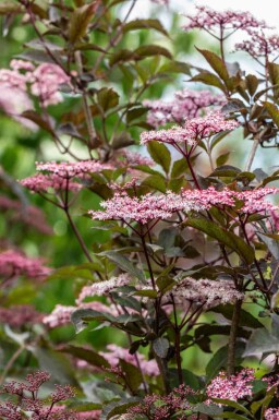 Sambucus nigra 'Black Beauty' C2,5 30-40