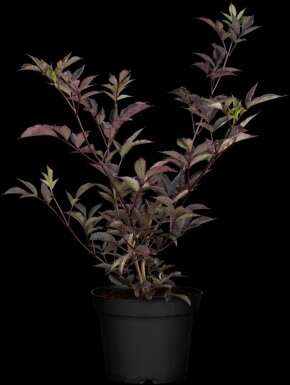 Sambucus nigra 'Black Beauty' C2,5 30-40