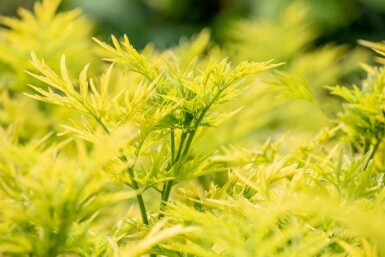 Sambucus nigra 'Golden Tower' C12 60-80