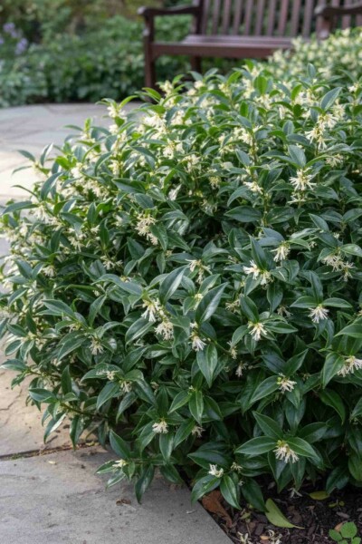 Sarcococca de hooker Sarcococca hookeriana 'Humilis' arbuste 20-25 C2 Sarcococca hookeriana 'Humilis' arbuste 20-25 cm