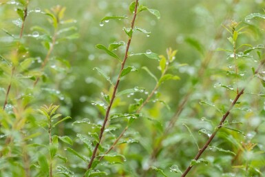 Spiraea arguta C1,7 30-40