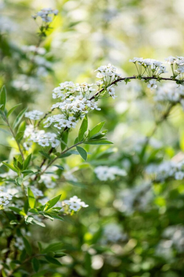 Spirée blanche Spiraea arguta arbuste 40-60 C2 Spiraea arguta arbuste 40-60 cm