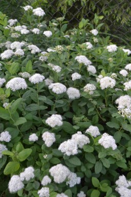 Aucune image disponible