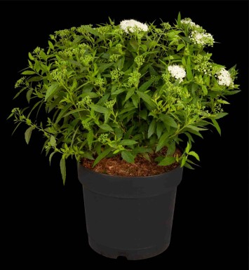 Spirée blanche Spiraea japonica 'Albiflora' arbuste 30-40 C6,5 Spiraea japonica 'Albiflora' arbuste 30-40 cm
