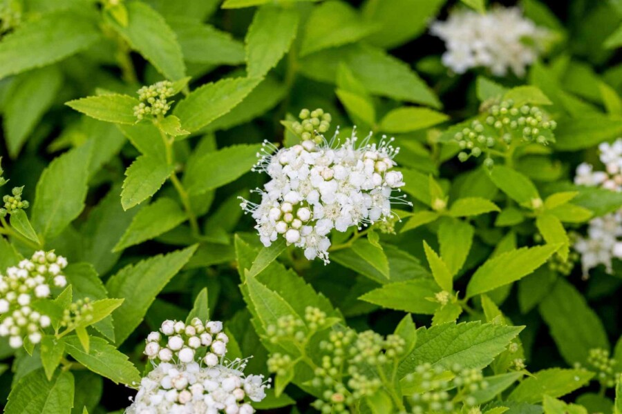 Spirée blanche Spiraea japonica 'Albiflora' arbuste 30-40 C10 Spiraea japonica 'Albiflora' arbuste 30-40 cm